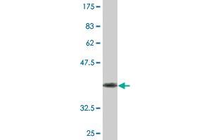 Western Blot detection against Immunogen (37.