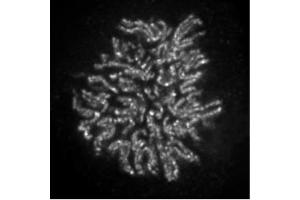 NCAPH2 antibody (mAb) (Clone 5F2G4) tested by immunofluorescence. (NCAPH2 抗体)