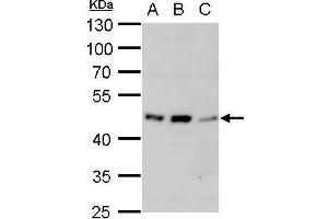WB Image alpha 1a Adrenergic Receptor antibody detects alpha 1a Adrenergic Receptor protein by western blot analysis.