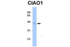 Host:  Rabbit  Target Name:  CIAO1  Sample Type:  MCF7  Antibody Dilution:  1. (CIAO1 抗体  (Middle Region))