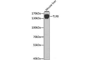 Western blot analysis of extracts of Mouse liver using TLR8 Polyclonal Antibody at dilution of 1:1000. (TLR8 抗体)