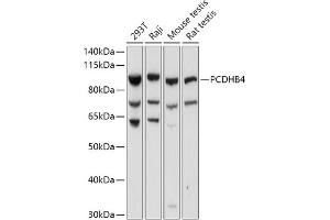 Western blot analysis of extracts of various cell lines, using PCDHB4 antibody (ABIN7269735) at 1:1000 dilution. (PCDHb4 抗体  (AA 28-300))