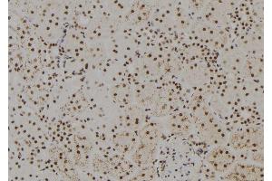 ABIN6279425 at 1/100 staining Rat kidney tissue by IHC-P. (FANCM 抗体  (Internal Region))