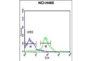 FKBP9 Antibody (C-term) (ABIN391581 and ABIN2841515) flow cytometric analysis of NCI- cells (right histogram) compared to a negative control cell (left histogram). (FKBP9 抗体  (C-Term))