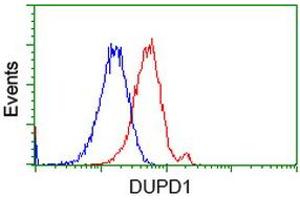 HEK293T cells transfected with either RC214361 overexpress plasmid (Red) or empty vector control plasmid (Blue) were immunostained by anti-DUPD1 antibody (ABIN2452962), and then analyzed by flow cytometry. (DUPD1 抗体)