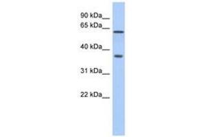 Image no. 1 for anti-ERG, ETS transcription factor (ERG) (AA 360-409) antibody (ABIN6741408) (ERG 抗体  (AA 360-409))