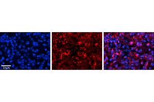 Immunohistochemistry (IHC) image for anti-Glutamic-Oxaloacetic Transaminase 1, Soluble (Aspartate Aminotransferase 1) (GOT1) (N-Term) antibody (ABIN2783280)