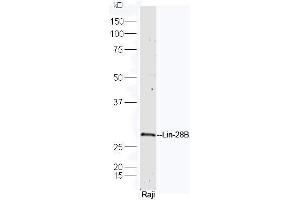 Raji cell lysates probed with Rabbit Anti-Lin-28B Polyclonal Antibody, Unconjugated (ABIN1387887) at 1:300 in 4˚C.
