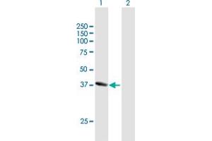 Western Blot analysis of NANS expression in transfected 293T cell line by NANS MaxPab polyclonal antibody.