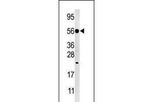 Western blot analysis of anti-DUSP8 Pabin Hela cell line lysate (35ug/lane). (DUSP8 抗体  (C-Term))