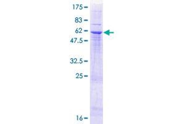ITLN1/Omentin Protein (AA 1-313) (GST tag)