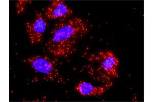 Proximity Ligation Analysis of protein-protein interactions between FAS and PRKCA. (PKC alpha 抗体  (AA 563-672))