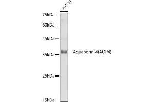 Western blot analysis of extracts of A-549 cells, using Aquaporin-4  antibody (ABIN6127446, ABIN6137046, ABIN6137048 and ABIN6221313) at 1:1000 dilution. (Aquaporin 4 抗体  (AA 244-323))