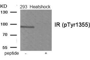 Western blot analysis of extracts from 293 cells treated with Heatshock using Phospho-IR (Tyr1355) antibody. (Insulin Receptor 抗体  (pTyr1355))