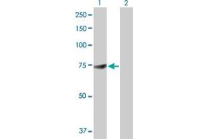 Western Blot analysis of DDX53 expression in transfected 293T cell line by DDX53 MaxPab polyclonal antibody. (DDX53 抗体  (AA 1-631))
