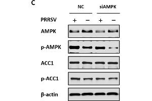Acetyl-CoA carboxylase 1 (ACC1) activity is regulated by AMPK during PRRSV infection. (PRKAA1 抗体  (AA 1-300))