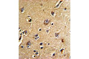 Formalin-fixed and paraffin-embedded human brain tissue reacted with CDC23 Antibody (N-term), which was peroxidase-conjugated to the secondary antibody, followed by DAB staining. (CDC23 抗体  (N-Term))