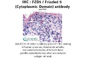 Image no. 1 for anti-Frizzled Family Receptor 5 (FZD5) (3rd Cytoplasmic Domain) antibody (ABIN1734503) (FZD5 抗体  (3rd Cytoplasmic Domain))
