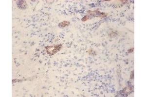 Immunohistochemistry of paraffin-embedded human pancreatic tissue using ABIN7153873 at dilution of 1:100 (GLP1R 抗体  (AA 24-145))
