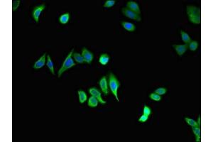 Immunofluorescent analysis of HepG2 cells using ABIN7150628 at dilution of 1:100 and Alexa Fluor 488-congugated AffiniPure Goat Anti-Rabbit IgG(H+L) (STAU1/Staufen 抗体  (AA 163-403))
