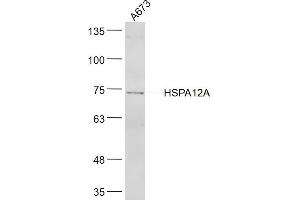A673 lysates probed with HSPA12A Polyclonal Antibody, Unconjugated  at 1:300 dilution and 4˚C overnight incubation. (HSPA12A 抗体  (AA 531-630))