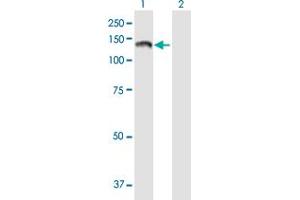 Western Blotting (WB) image for anti-Protein tyrosine Phosphatase, Receptor Type, N Polypeptide 2 (PTPRN2) (AA 1-986) antibody (ABIN519526)