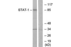 Western blot analysis of extracts from COLO205 cells, using STAT1 (Ab-701) Antibody. (STAT1 抗体  (AA 668-717))