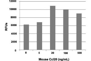 Human T cells were allowed to migrate to mouse Ccl20 at (0, 5, 20, 100 and 500 ng/mL). (CCL20 蛋白)