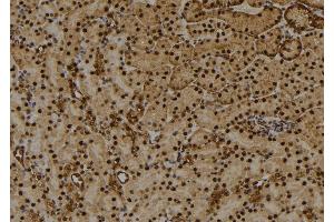 ABIN6274031 at 1/100 staining Mouse kidney tissue by IHC-P. (HIST1H1E 抗体  (pThr18))