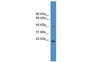 WB Suggested Anti-DNAJB4  Antibody Titration: 0. (DNAJB4 抗体  (Middle Region))