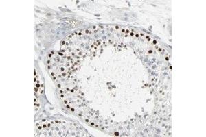 Immunohistochemical staining of human testis with SAGE1 polyclonal antibody  shows strong nuclear positivity in cells in seminiferus ducts.