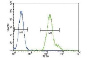 CEBPA antibody flow cytometric analysis of HeLa cells (green) compared to a negative control (blue). (CEBPA 抗体  (AA 304-330))