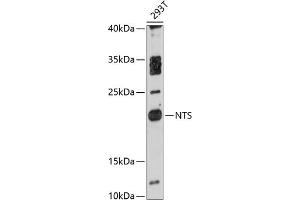 Western blot analysis of extracts of 293T cells, using NTS antibody  at 1:3000 dilution. (Neurotensin 抗体  (AA 24-148))
