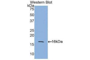 Western Blotting (WB) image for anti-Activin A Receptor, Type IIA (ACVR2A) (AA 20-135) antibody (ABIN1857881) (ACVR2A 抗体  (AA 20-135))