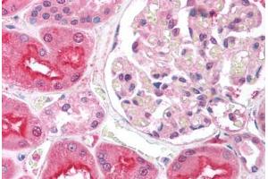 Human Kidney (formalin-fixed, paraffin-embedded) stained with EIF2AK2 antibody ABIN213926 at 5 ug/ml followed by biotinylated goat anti-rabbit IgG secondary antibody ABIN481713, alkaline phosphatase-streptavidin and chromogen. (EIF2AK2 抗体  (N-Term))