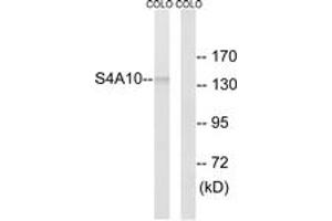 Western blot analysis of extracts from COLO cells, using SLC4A8/10 Antibody. (SLC4A8/10 抗体  (AA 411-460))