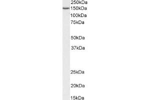ABIN2613482 (0. (SRRT 抗体  (C-Term))