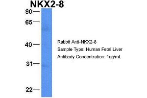 Western Blotting (WB) image for anti-NK2 Homeobox 8 (NKX2-8) (C-Term) antibody (ABIN2777459)