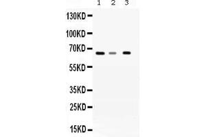 Western blot analysis of WDR1 expression in rat liver extract ( Lane 1), mouse brain extract ( Lane 2) and A431 whole cell lysates ( Lane 3). (WDR1 抗体  (C-Term))