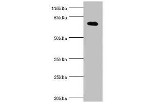 Western Blotting (WB) image for anti-Potassium Voltage-Gated Channel, Shal-Related Subfamily, Member 2 (KCND2) (AA 501-630) antibody (ABIN7163977)