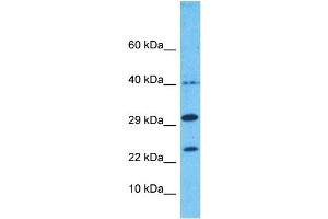 Host:  Rabbit  Target Name:  8ODP  Sample Type:  293T Whole Cell lysates  Antibody Dilution:  1. (NUDT1 抗体  (Middle Region))
