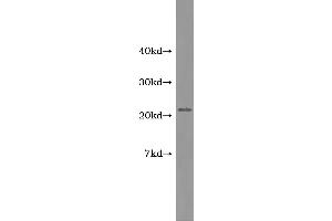 Western Blotting (WB) image for Adrenomedullin (ADM) ELISA Kit (ABIN1113291) (Adrenomedullin ELISA 试剂盒)