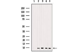 Western blot analysis of extracts from various samples, using GNG13 Antibody. (GNG13 抗体  (N-Term))