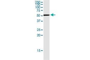 CD276 monoclonal antibody (M13), clone 4E12. (CD276 抗体  (AA 237-358))