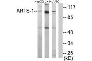 Western Blotting (WB) image for anti-Endoplasmic Reticulum Aminopeptidase 1 (ERAP1) (AA 441-490) antibody (ABIN2889781) (ERAP1 抗体  (AA 441-490))