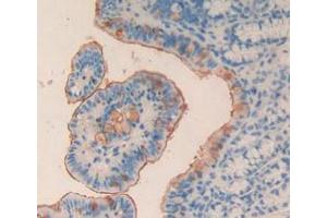 Figure. (MPL 抗体  (AA 66-260))