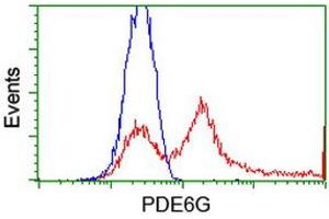 HEK293T cells transfected with either RC216236 overexpress plasmid (Red) or empty vector control plasmid (Blue) were immunostained by anti-PDE6G antibody (ABIN2455160), and then analyzed by flow cytometry. (PDE6G 抗体)