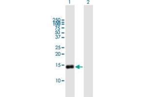 Western Blot analysis of G0S2 expression in transfected 293T cell line by G0S2 MaxPab polyclonal antibody. (G0S2 抗体  (AA 1-103))