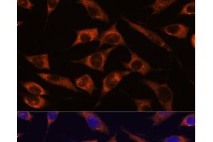 Immunofluorescence analysis of L929 cells using MMP25 Polyclonal Antibody at dilution of 1:100. (MMP25 抗体)