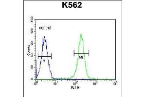 Flow cytometric analysis of K562 cells (right histogram) compared to a negative control cell (left histogram). (PAX1 抗体  (C-Term))